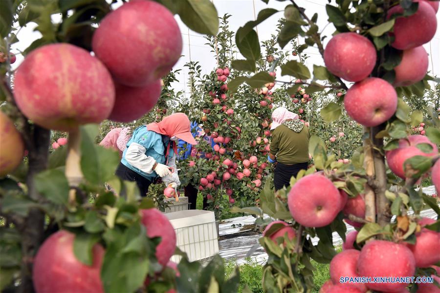 CHINA-SHANDONG-WEIHAI-MANZANA-COSECHA