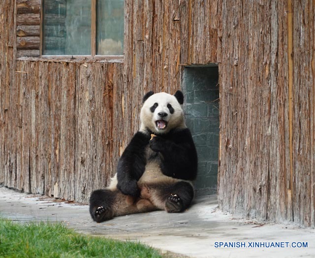 CHINA-SICHUAN-JIUZHAIGOU-PANDA GIGANTE