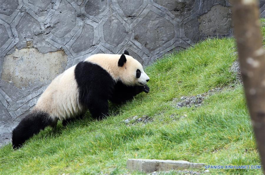CHINA-SICHUAN-JIUZHAIGOU-PANDA GIGANTE