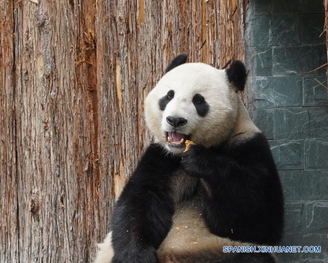 CHINA-SICHUAN-JIUZHAIGOU-PANDA GIGANTE