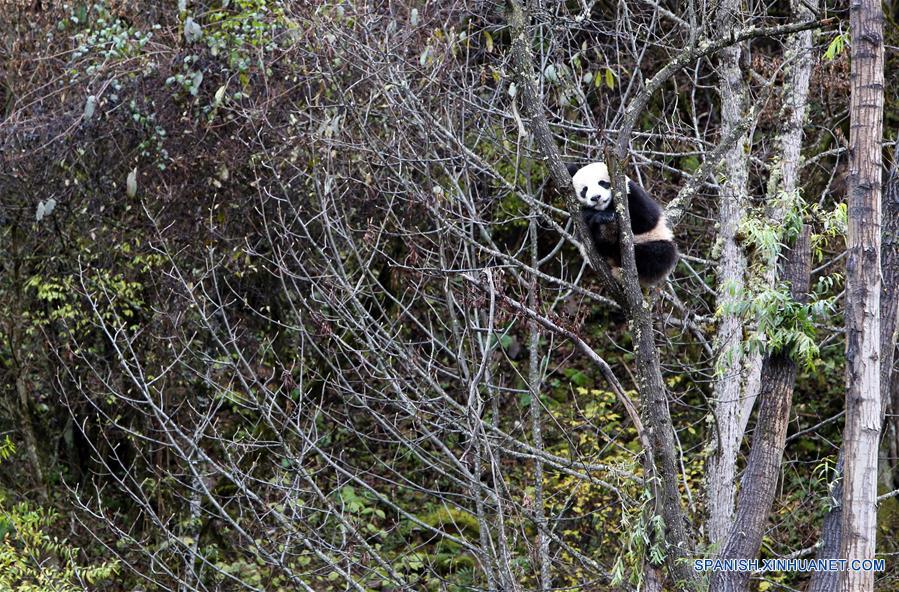 CHINA-SICHUAN-JIUZHAIGOU-PANDA GIGANTE