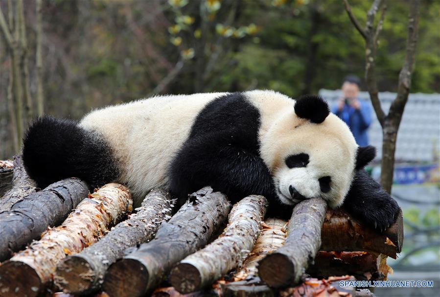 CHINA-SICHUAN-JIUZHAIGOU-PANDA GIGANTE