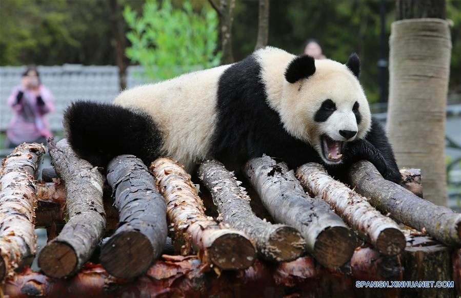 CHINA-SICHUAN-JIUZHAIGOU-PANDA GIGANTE