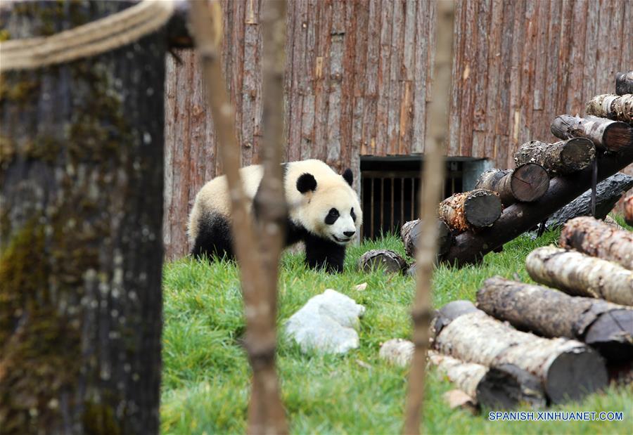 CHINA-SICHUAN-JIUZHAIGOU-PANDA GIGANTE