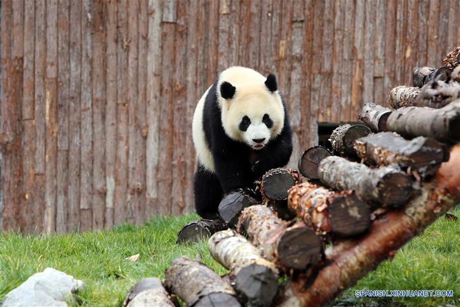 CHINA-SICHUAN-JIUZHAIGOU-PANDA GIGANTE