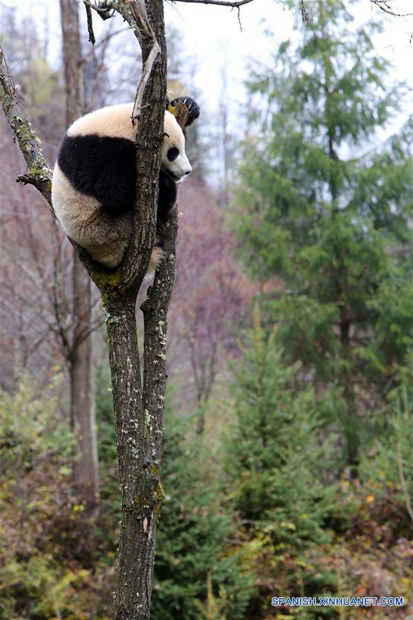 CHINA-SICHUAN-JIUZHAIGOU-PANDA GIGANTE