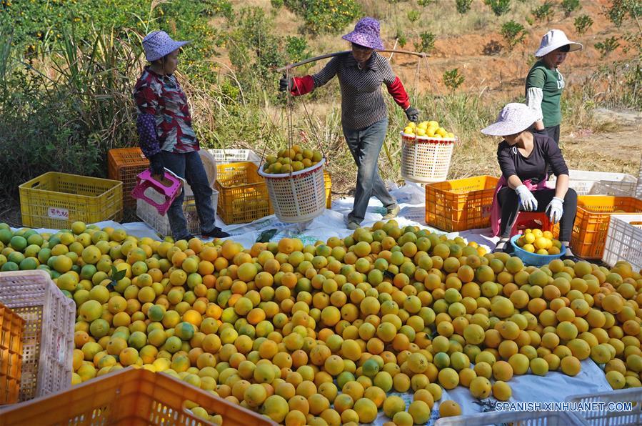 CHINA-JIANGXI-GANZHOU-COSECHA-NARANJA NAVEL