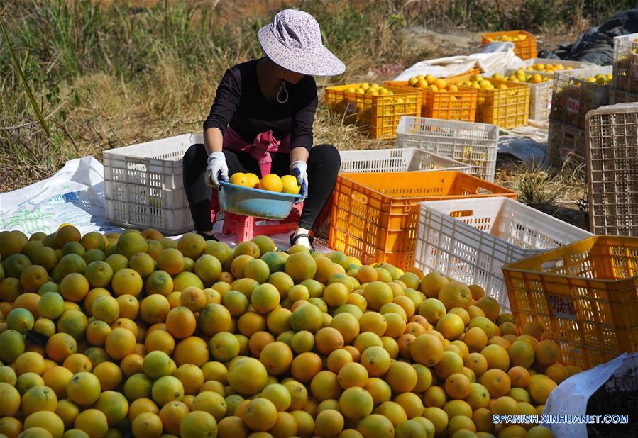 CHINA-JIANGXI-GANZHOU-COSECHA-NARANJA NAVEL