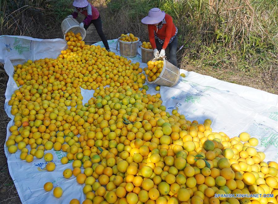 CHINA-JIANGXI-GANZHOU-COSECHA-NARANJA NAVEL
