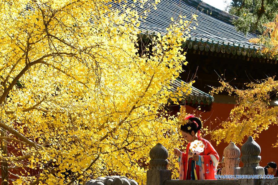 CHINA-BEIJING-TEMPLO DAJUE-GINKGO 