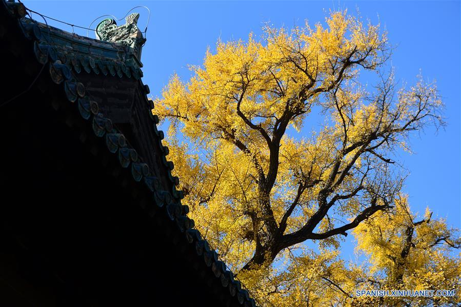 CHINA-BEIJING-TEMPLO DAJUE-GINKGO 