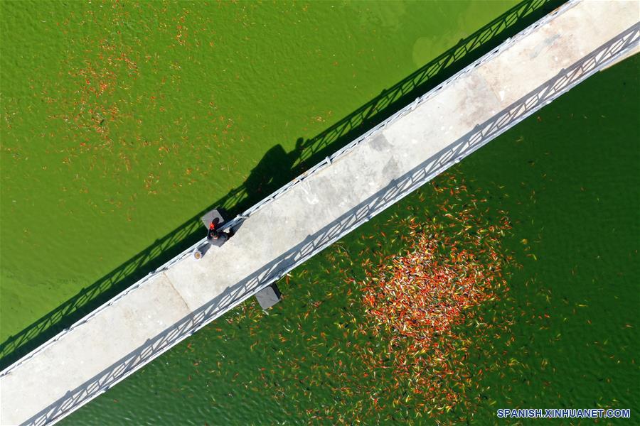 CHINA-HENAN-NANYANG-CARPA KOI-CRIA