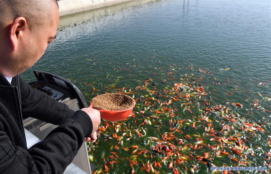 CHINA-HENAN-NANYANG-CARPA KOI-CRIA