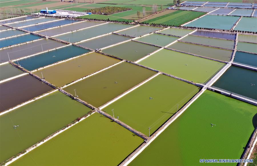 CHINA-HENAN-NANYANG-CARPA KOI-CRIA