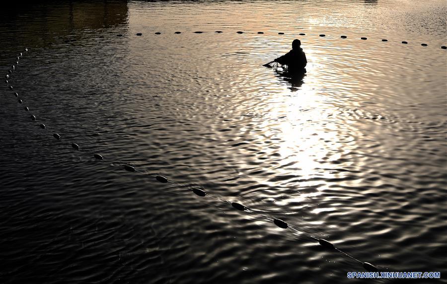 CHINA-HENAN-NANYANG-CARPA KOI-CRIA