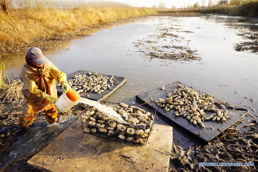 CHINA-HEBEI-CAOFEIDIAN-RAIZ DE LOTO-COSECHA