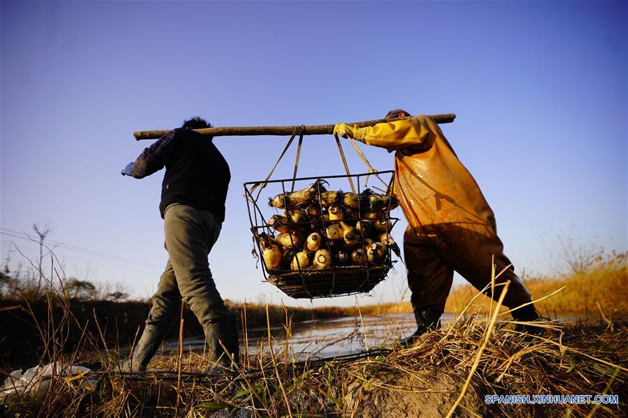 CHINA-HEBEI-CAOFEIDIAN-RAIZ DE LOTO-COSECHA