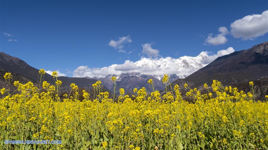 CHINA-TIBET-FLOR DE COL