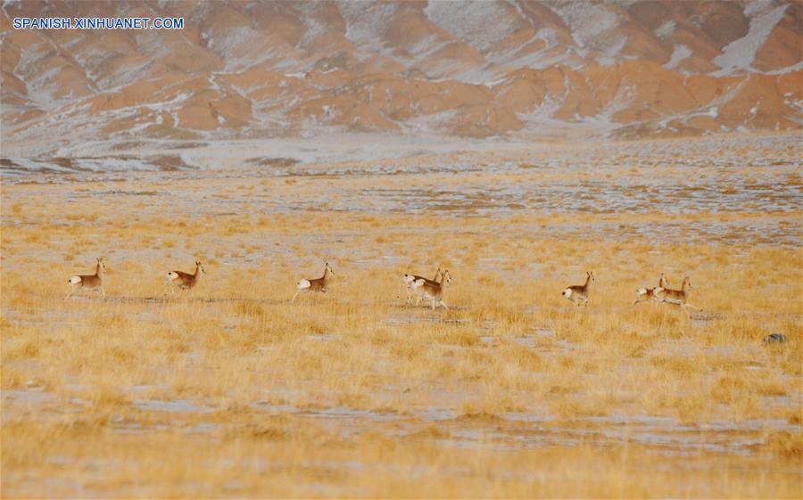 CHINA-GANSU-PASTIZALES-ANIMALES