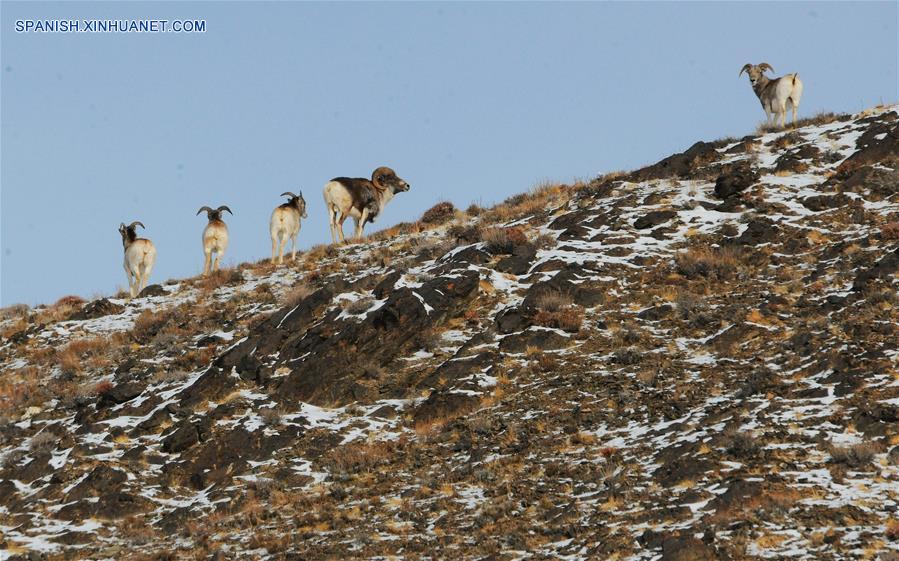 CHINA-GANSU-PASTIZALES-ANIMALES