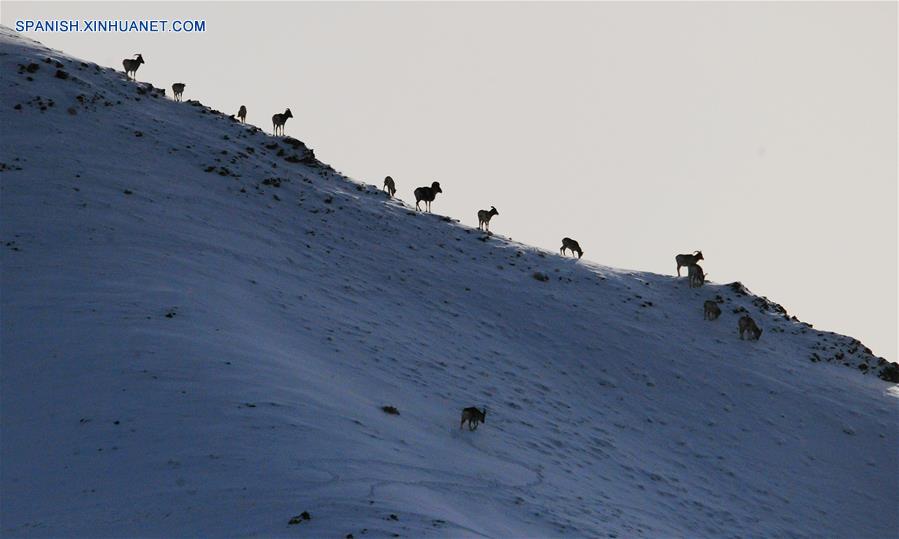 CHINA-GANSU-PASTIZALES-ANIMALES