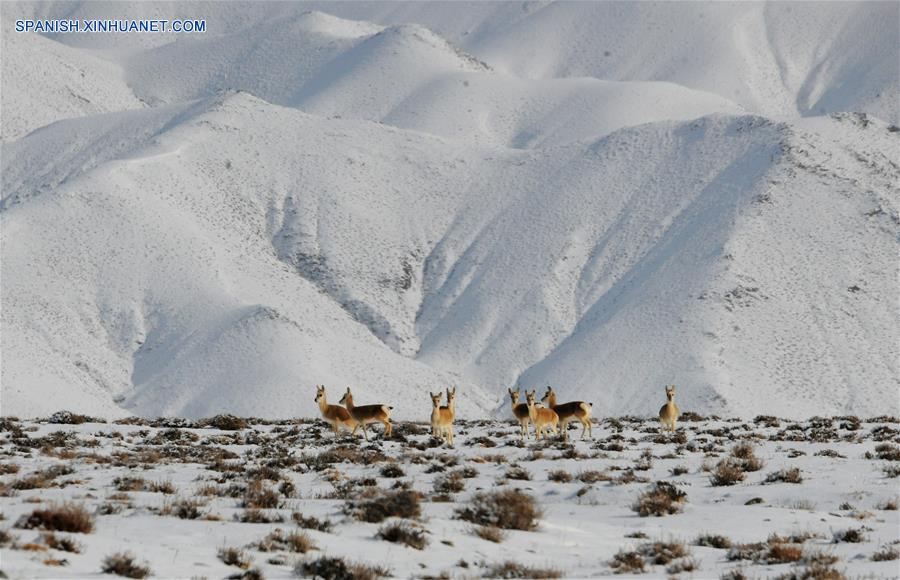 CHINA-GANSU-PASTIZALES-ANIMALES
