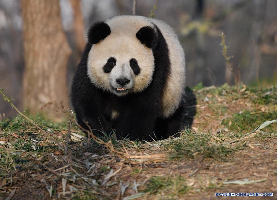 CHINA-XI'AN-QINLING-PANDA GIGANTE
