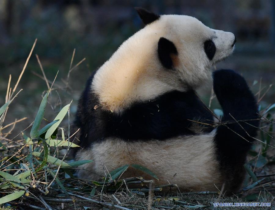 CHINA-XI'AN-QINLING-PANDA GIGANTE