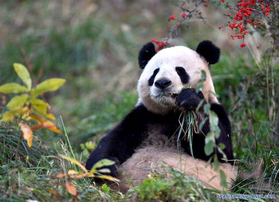 CHINA-XI'AN-QINLING-PANDA GIGANTE