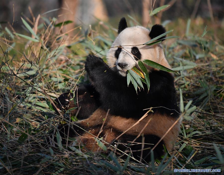 CHINA-XI'AN-QINLING-PANDA GIGANTE