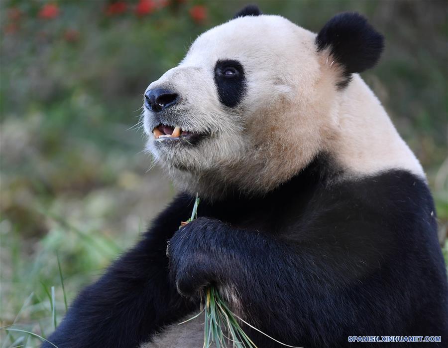 CHINA-XI'AN-QINLING-PANDA GIGANTE