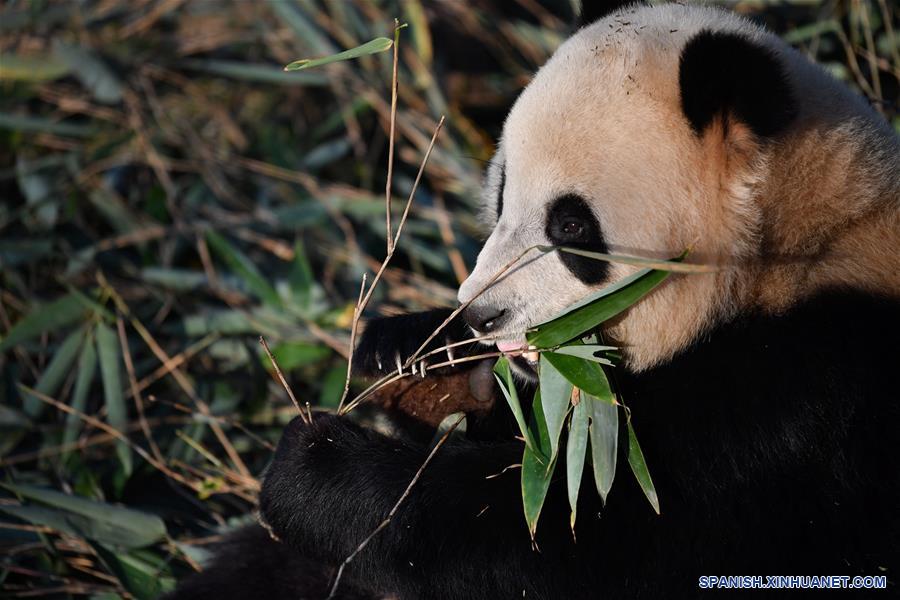 CHINA-XI'AN-QINLING-PANDA GIGANTE