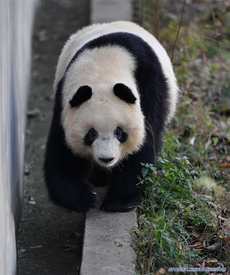 CHINA-XI'AN-QINLING-PANDA GIGANTE