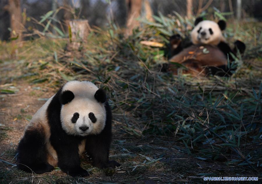 CHINA-XI'AN-QINLING-PANDA GIGANTE
