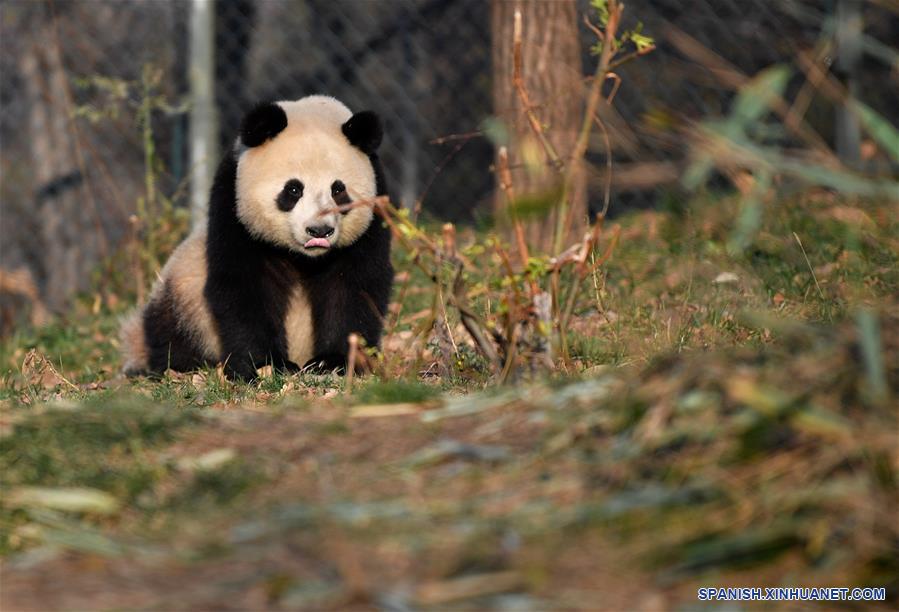 CHINA-XI'AN-QINLING-PANDA GIGANTE