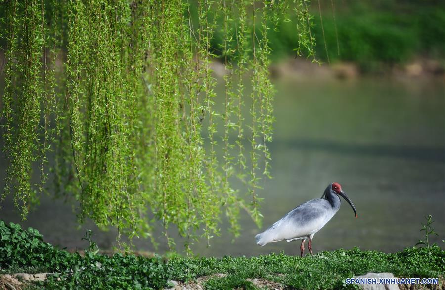 CHINA-SHAANXI-MONTA&Ntilde;AS DE QINLING-BIODIVERSIDAD-SERIE