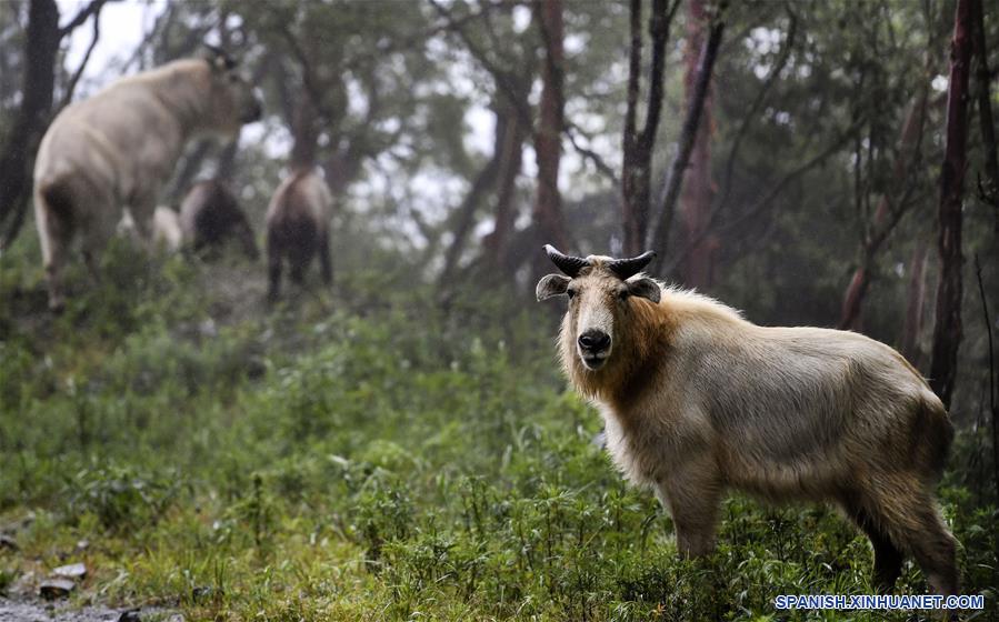 CHINA-SHAANXI-MONTA&Ntilde;AS DE QINLING-BIODIVERSIDAD-SERIE