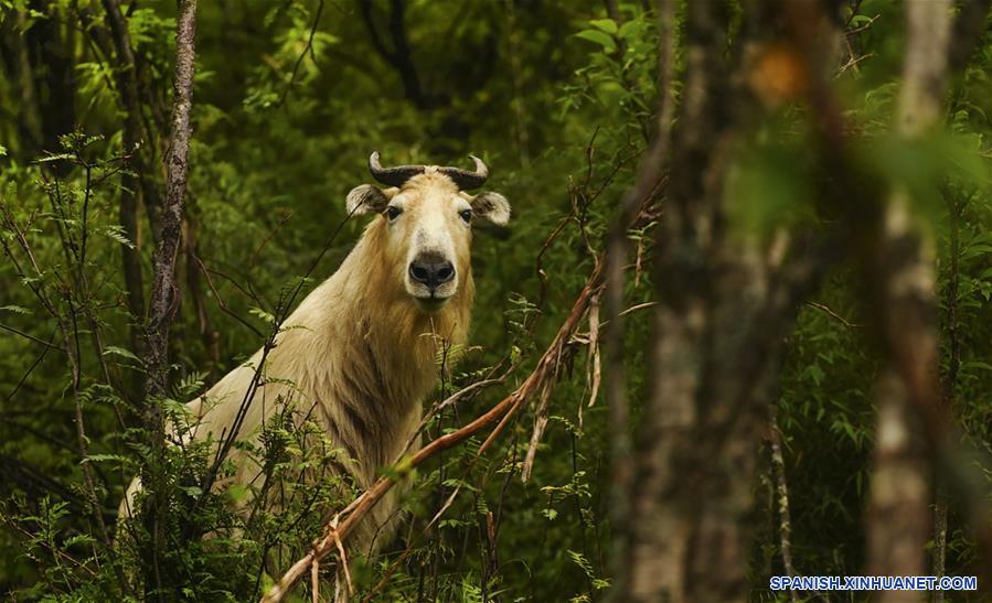 CHINA-SHAANXI-MONTA&Ntilde;AS DE QINLING-BIODIVERSIDAD-SERIE