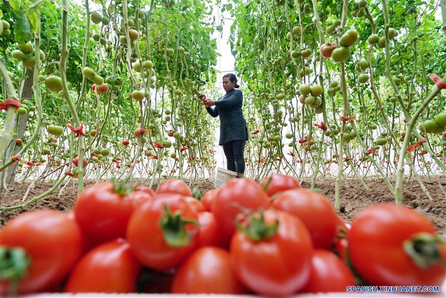 CHINA-HEBEI-LUANZHOU-AGRICULTURA-PRODUCCION