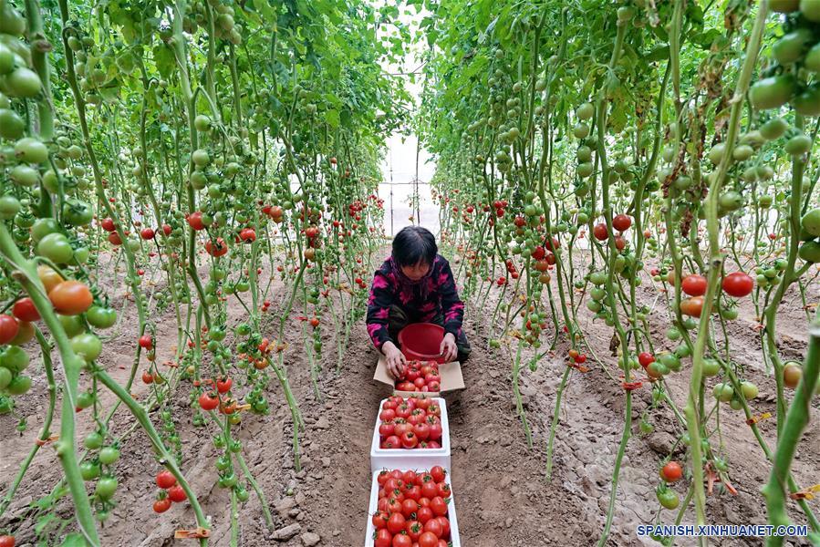 CHINA-HEBEI-LUANZHOU-AGRICULTURA-PRODUCCION
