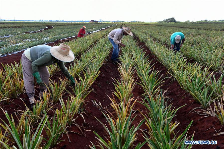 CUBA-CIEGO DE AVILA-CULTIVO FRUTAS
