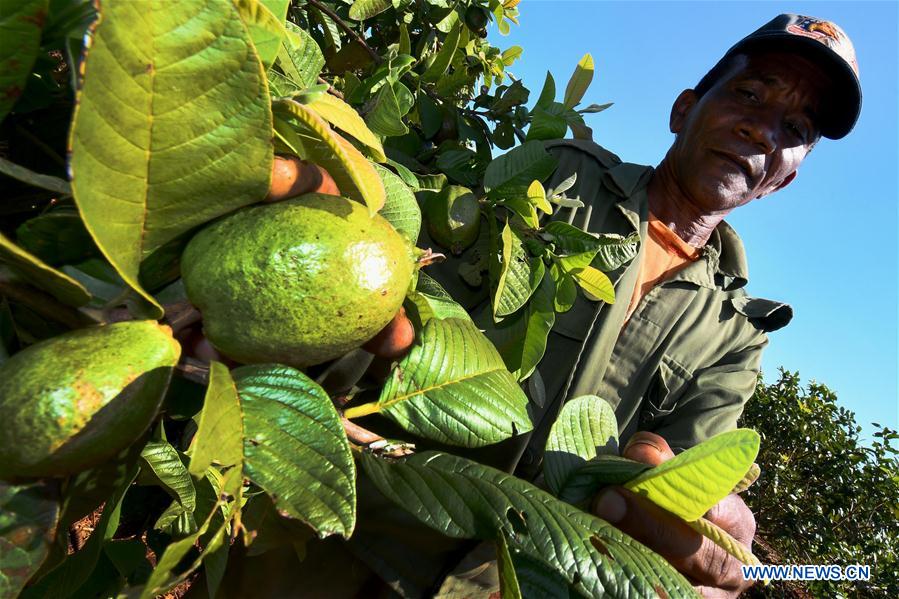 CUBA-CIEGO DE AVILA-CULTIVO FRUTAS