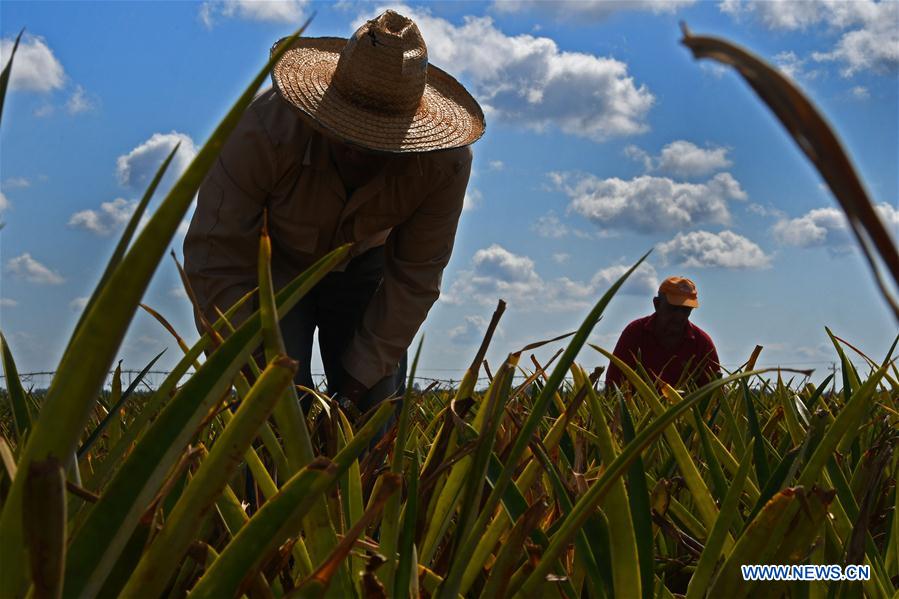 CUBA-CIEGO DE AVILA-CULTIVO FRUTAS