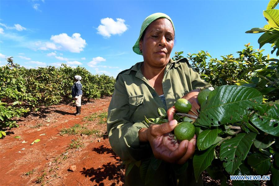 CUBA-CIEGO DE AVILA-CULTIVO FRUTAS