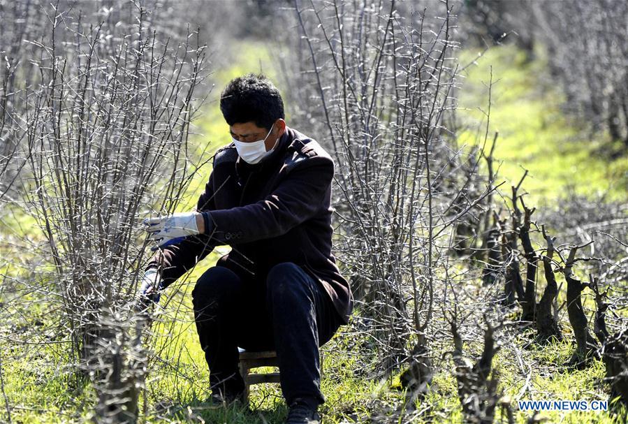CHINA-PRIMAVERA-AGRICULTURA-SERIE