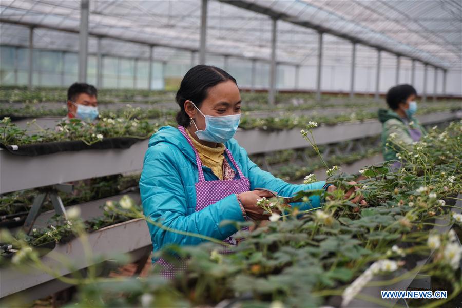CHINA-PRIMAVERA-AGRICULTURA-SERIE
