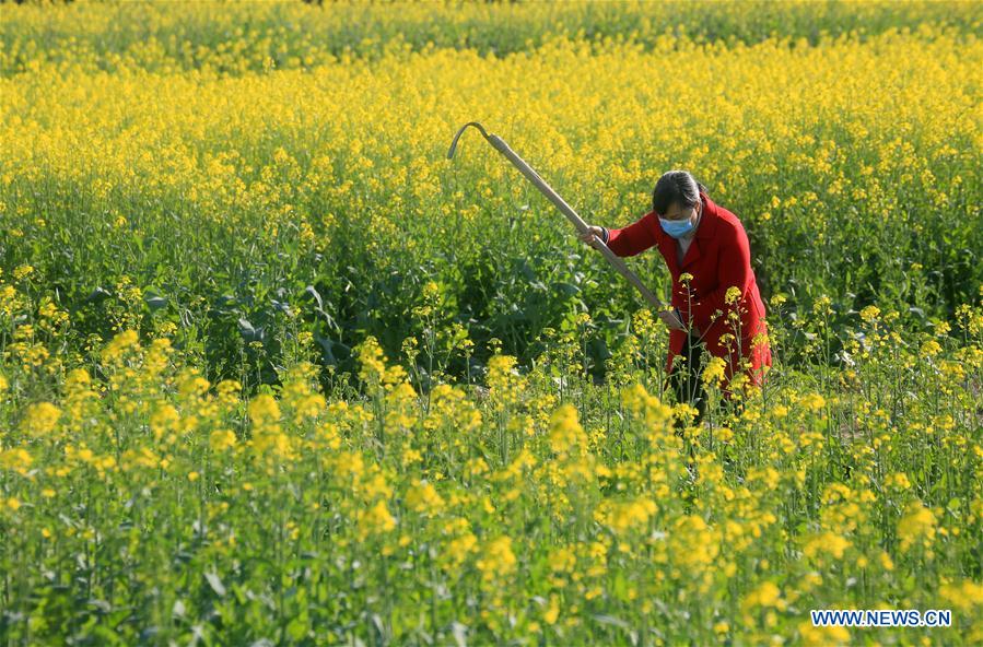 CHINA-PRIMAVERA-AGRICULTURA-SERIE