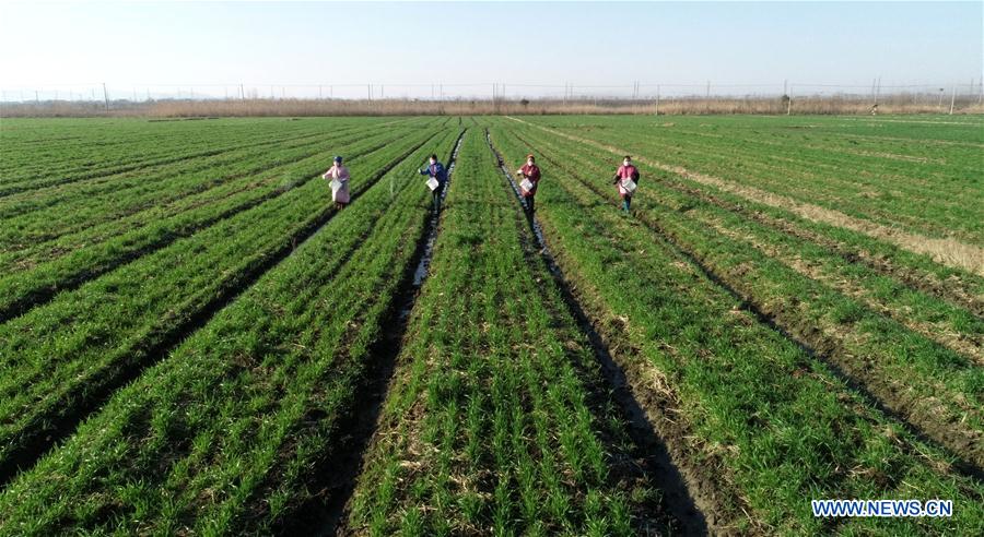 CHINA-PRIMAVERA-AGRICULTURA-SERIE