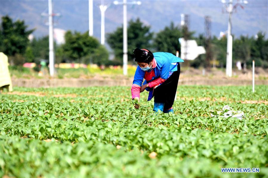 CHINA-PRIMAVERA-AGRICULTURA-SERIE   