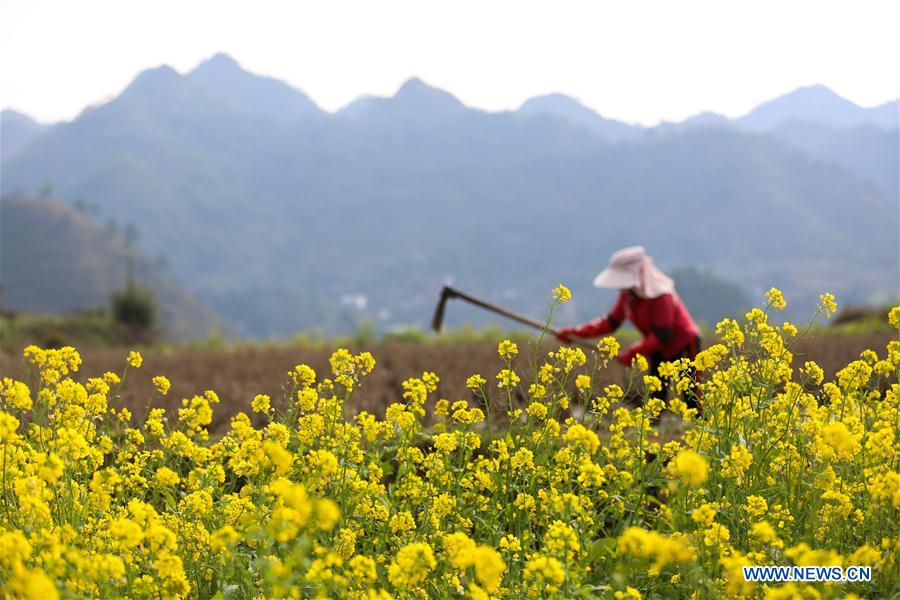 CHINA-PRIMAVERA-AGRICULTURA-SERIE